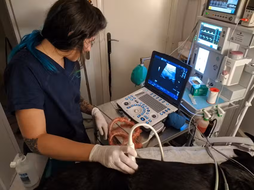 Centro Veterinario Canes & Mixinos