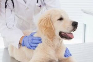 Cl&iacute;nica Veterinaria 3 de Mayo