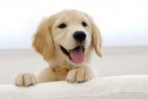 Clínica Veterinaria Aluche