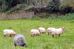 Farmacia Fdez – Baldor