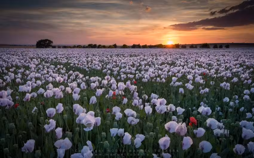 FARMACIA MARTINEZ CANSECO (TOBARRA)