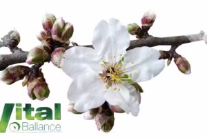 Farmacia M&eacute;dica