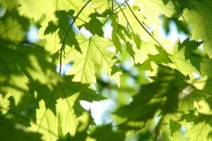 Farmacia Pe&ntilde;a