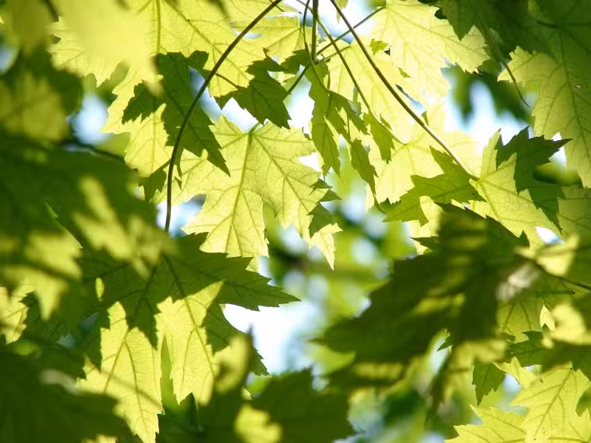 Farmacia Pe&ntilde;a