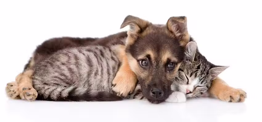 Medivet Hospital Veterinario 24 horas Benartemi