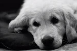 Policl&iacute;nica Veterin&agrave;ria COVIVET